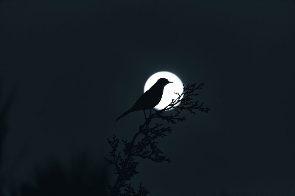 polnaya-luna-i-ptica.jpg